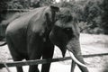 Portrait view of giant big elephant in Thailand zoo. Black and white color Royalty Free Stock Photo
