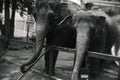 Portrait of giant big elephant in Thailand zoo. Black and white colors Royalty Free Stock Photo