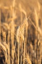 Portrait view of grain Royalty Free Stock Photo