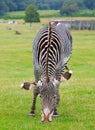 Portrait view of a Grevy Zebra grazing on lush green grass Royalty Free Stock Photo