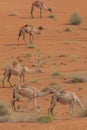 A portrait view of a group of dromedary camels Camelus dromedarius walking acorss the desert sand in the United Arab Emirates