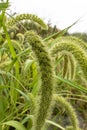 Portrait view of Italian millet, A closeup shot of foxtail millet plants. Setaria italica crops in the fields in autumn