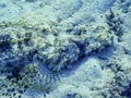 portrait view from a large crocodile fish on the seabed in the red sea Royalty Free Stock Photo