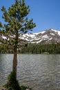 Portrait view of a large tree in front of Virginia Lakes in the Eastern Sierra Nevada mountains of California