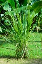 Portrait View Lemongrass Plants Amidst Grass Fields And Other Vegetation Royalty Free Stock Photo