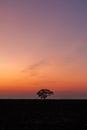 Portrait view of lone tree at dawn