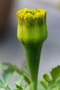 Portrait view of marigold bud in garden. Beautiful calendula flowers