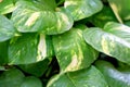 money plant leaf plant - Image Royalty Free Stock Photo