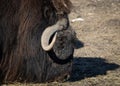 Portrait view of a musk ox grazing.