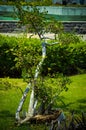 Portrait View Natural Beauty Of Streblus Asper Plant Growing Amidst Green Grass In The Garden Royalty Free Stock Photo