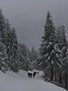 View of people enjoying winter hike in landscape of snow-covered forest with frozen coniferous trees near Schliffkopf. Royalty Free Stock Photo