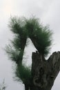 Portrait view of a pine tree severed by a typhoon
