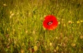 A red poppie at the Yypres Tyne Cot War Cemetary, Ypres, Belgium