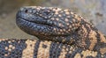 Portrait close up view of a Rio Fuerte Beaded Lizard Royalty Free Stock Photo