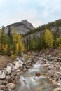 Portrait view of running stream along yellow autumn pine with high rocky mountain in Jasper National park Royalty Free Stock Photo