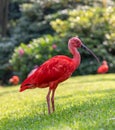 Portrait view of a Scarlet Ibis Royalty Free Stock Photo