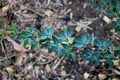 Portrait view of small green leaf plant Royalty Free Stock Photo