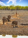 portrait view of a small herd of elephants and a giraffe walking in the African Bush