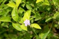 small pupal flower in garden with blur background