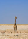 Portrait of a solitary Giraffe with a herd of springbok in the background - natural blue sky and empty plain background