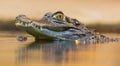 Portrait view of a Spectacled Caiman Royalty Free Stock Photo