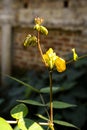 Portrait view of Utricularia bifida , Golden bladderwort flower. (Utricularia aurea plant)