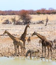 Portrait view of a vibrant waterhole