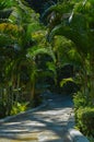 Portrait View Of Winding Garden Path Adorned Areca Palm Plants Along The Way Royalty Free Stock Photo