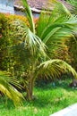 Portrait View Of Young Cocos Nucifera Tree Growing Amidst Green Grass And Syzygium Oleana Plants In Garden Royalty Free Stock Photo