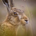 Portrait of vigilant European Hare in grass