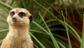 Portrait of vigilant meerkats.