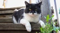 Portrait of a village cat sitting on the porch