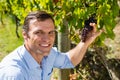 Portrait of vintner examining grapes in vineyard