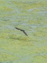 Portrait of violet green swallow in fly