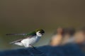 Portrait of violet green swallow