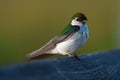 Portrait of violet green swallow