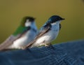 Portrait of violet green swallow