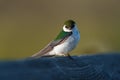 Portrait of violet green swallow