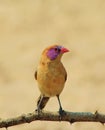 Portrait of a Violeteared Waxbill Female