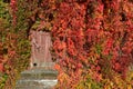 Virginia creeper plants in autumn colours covering wooden wall