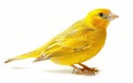 Portrait of a vivid yellow canary, striking a pose with its bright plumage and alert expression.