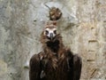 Portrait of a vulture closeup Royalty Free Stock Photo