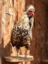 Portrait of a vulture guinea fowl Royalty Free Stock Photo
