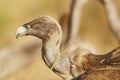 Portrait vulture in nature from spain