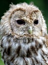 Portrait Waldkauz -Tawny owl or Brown owl  Strix aluco Royalty Free Stock Photo