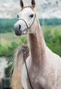 portrait of walking beautiful arabian filly at mountain background