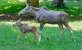 Portrait of a walking Cow moose and her calf Royalty Free Stock Photo