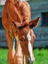 Portrait of walking little chestnut foal of sportive breed