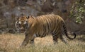 Portrait of a walking male wild tiger