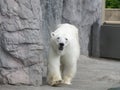 Portrait of walking Polar Bear Royalty Free Stock Photo